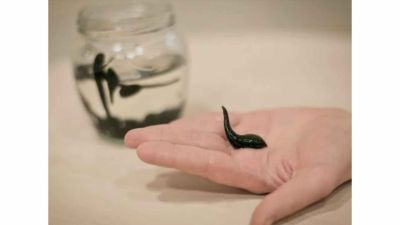 Masterclass Hirudoterapie – Terapia cu Lipitori Medicinale Sibiu 